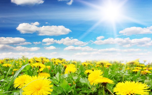 Поле одуванчиков