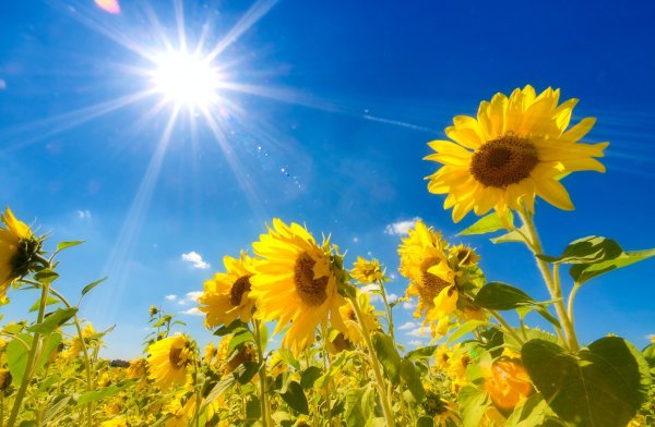 Солнечное лето