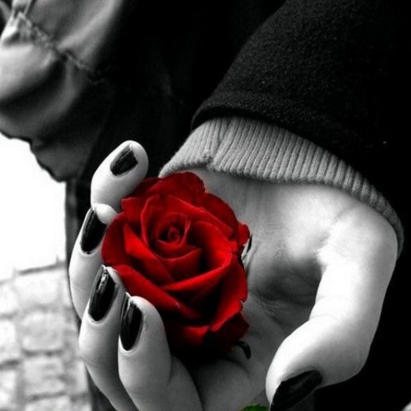 Красный цветок в руке