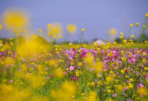 Подсолнухи и солнце
