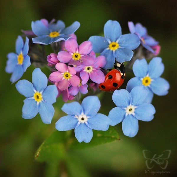 Фото незабудки крупным планом