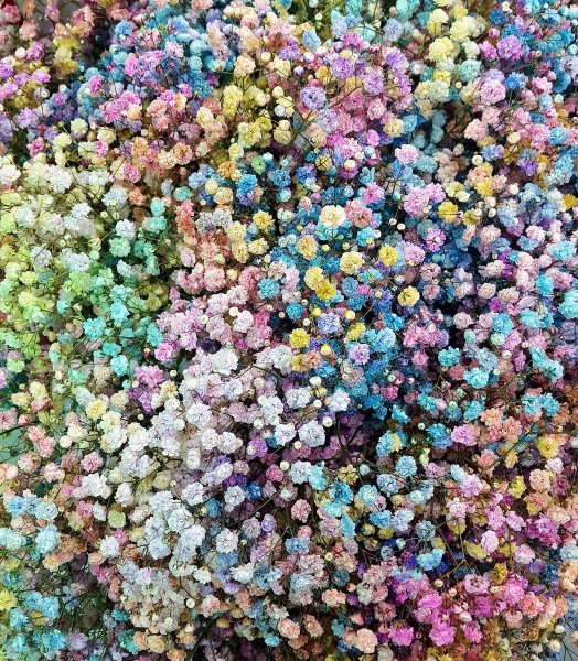 Цветы маленькие разноцветные