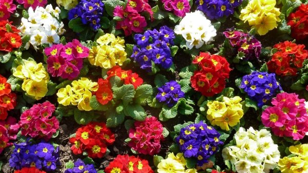 Примула Глориоза