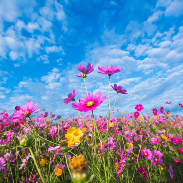 Солнечный зайчик