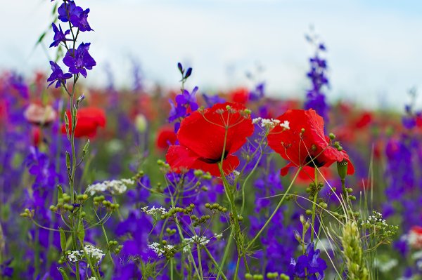 Полевые цветы