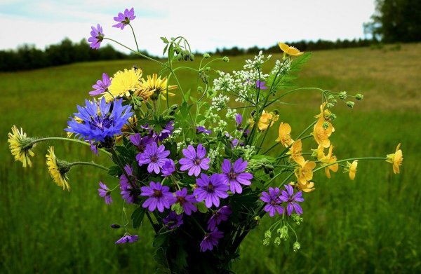 Фотопокрывало луговые цветы