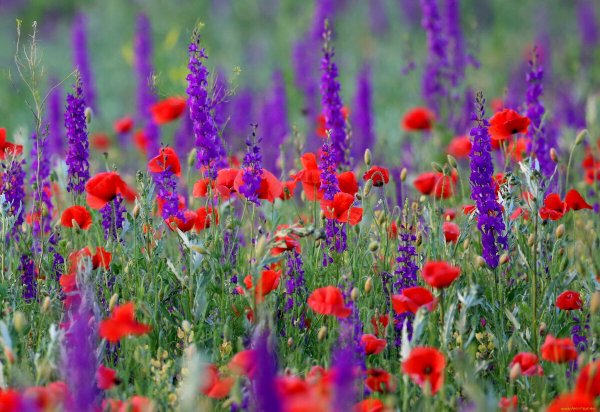 Цветы полевые и луговые