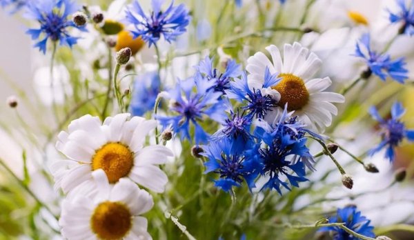 Шалфей ромашки васильки