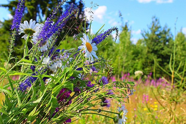 Мак полевой Василек