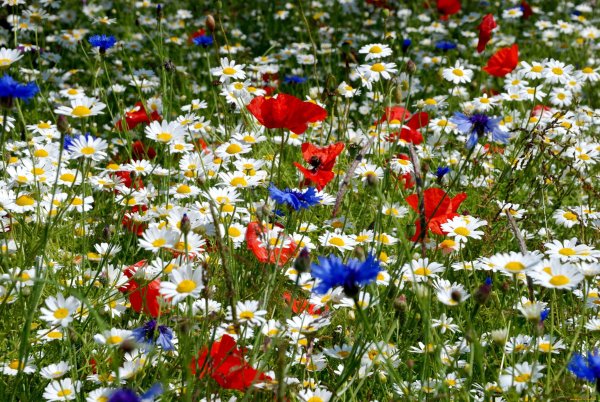 Яркие полевые цветы