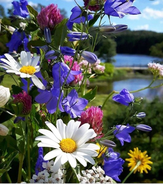 Букет полевые цветы