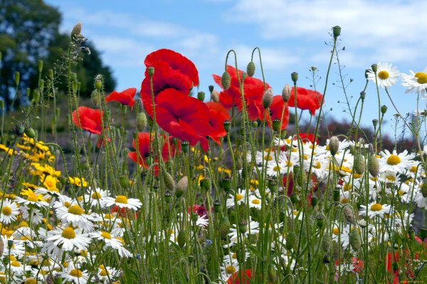 Полевые цветы