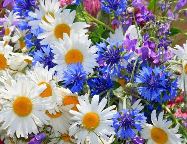 Поле маков и ромашек