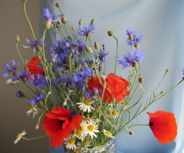 Летние цветы