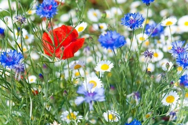 Ромашка календула Василек