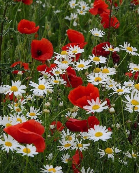 Букет полевых Васильков