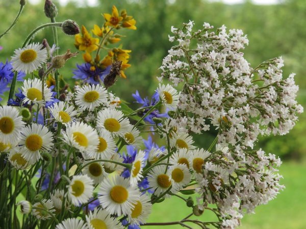 Цветы полевые и луговые