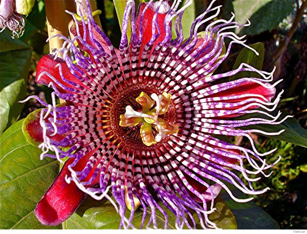 Пассифлора quadrangularis