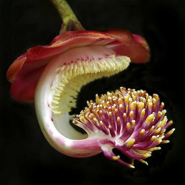 Необычные растения