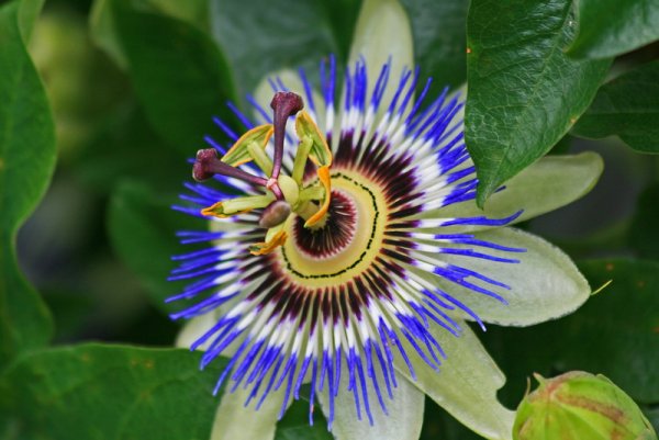 Вымершие растения