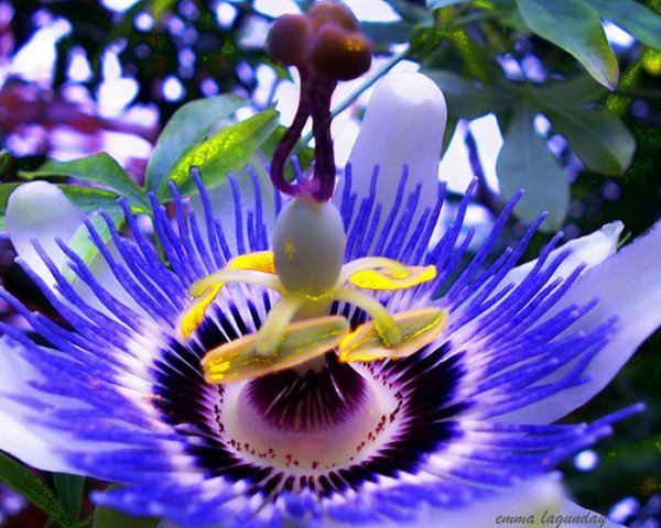 Орхидея пассифлора