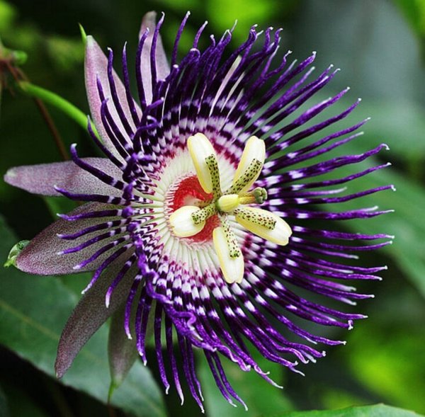 Цветы пассифлора страстоцвет