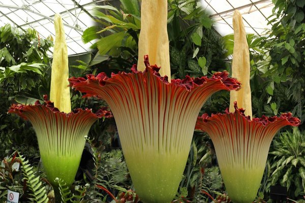 Аморфофаллус титанический (Amorphophallus Titanum)