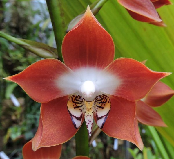 Редкие тропические растения