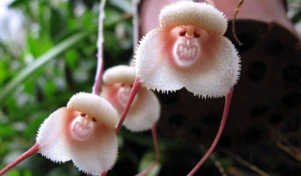 Орхидея Обезьянья Дракула