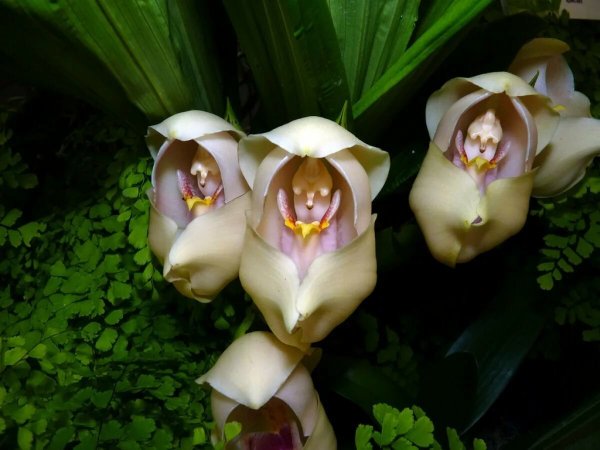 Орхидея anguloa uniflora