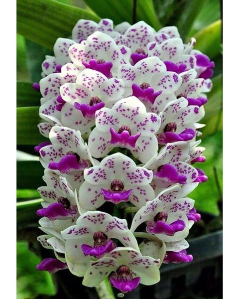 Цимбидиум Ванда