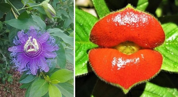 Нарисуй растение с необычными цветками