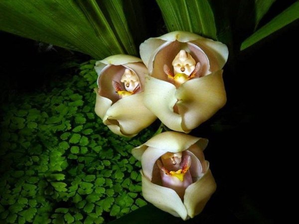 Anguloa uniflora