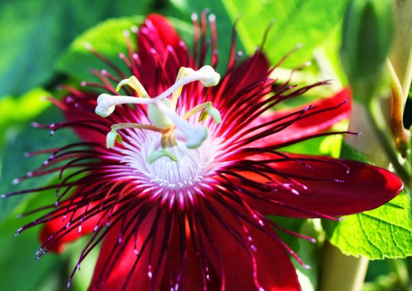 Страстоцвет маракуйя