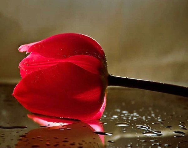 Цветы с надписью прости меня