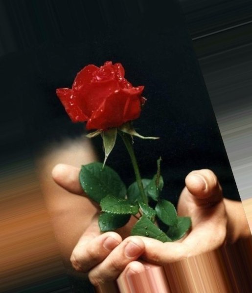 Цветы с извинениями