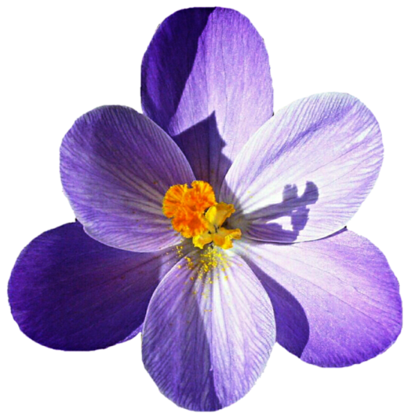 Фиалка Шафран