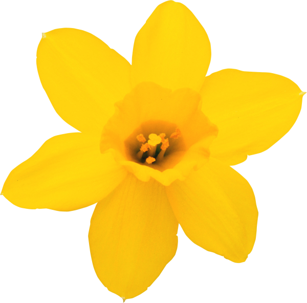 Желтый цветок для детей