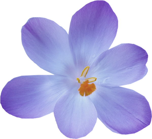 Цветы на белом фоне