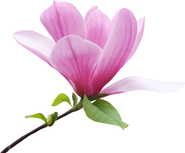 Нарцисс на белом фоне