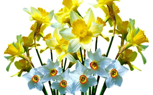 Крокус цветок