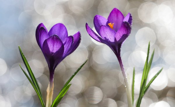 Фиолетовые цветы