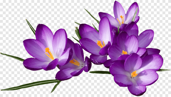 Крокусы без фона