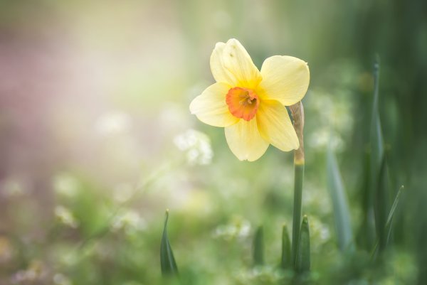 Черри блоссом Gyu