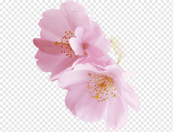 Крокус цветок