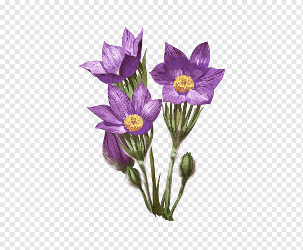 Цветок Крокус вектор