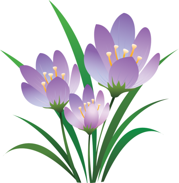 Нарцисс и лук-порей символы Уэльса