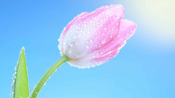 Цветы Весна на прозрачном фоне