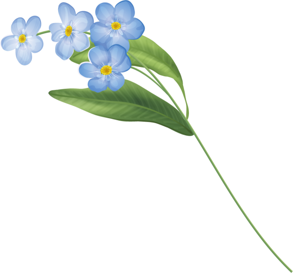 Магнолия Юлан бутоны