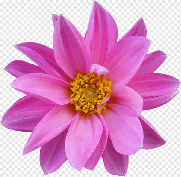 Весенние цветы мультяшные